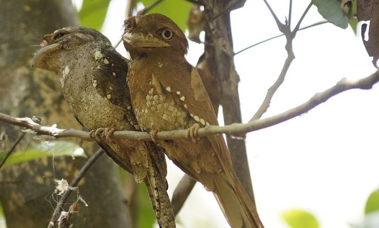 picture of two birds, Sri Lankan frogmouths, which live up to their name!