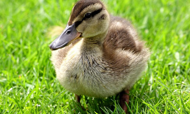 close up of a duckling on grass