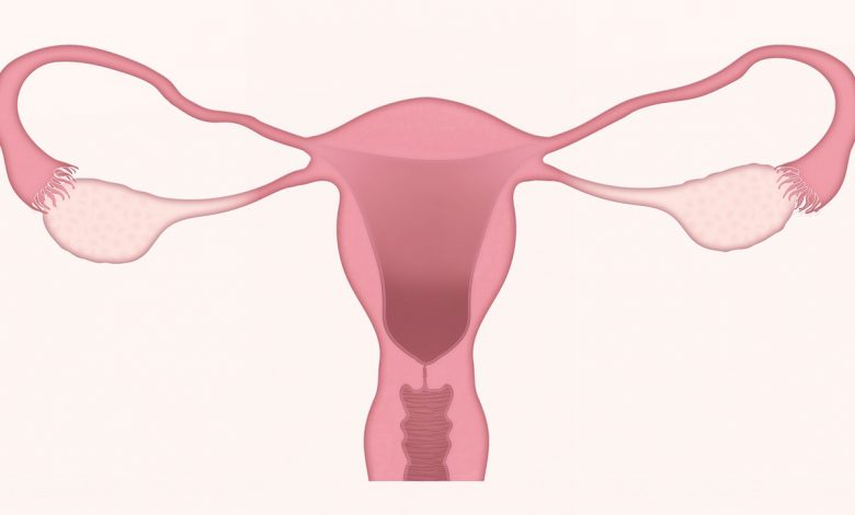 Uterus - anatomical diagram