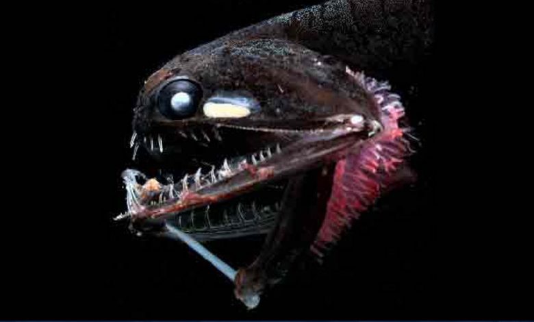 close up of deep-sea black fish with teeth