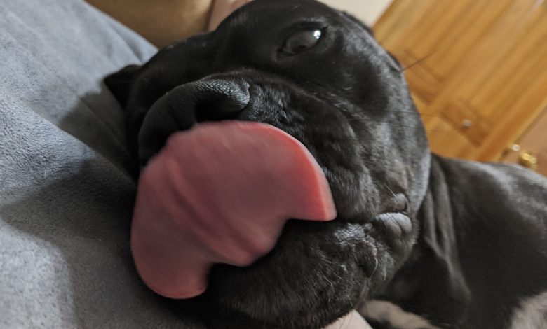 Close up of a dog sticking its tongue out