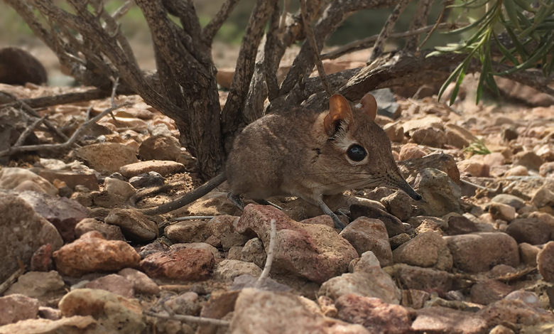 picture of a Somali sengi, a small, rodent-like creature