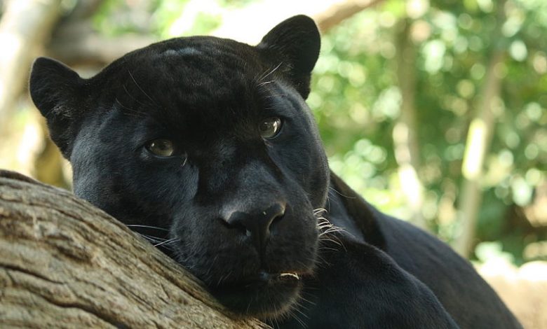 a black panther resting its head on a tree trunk