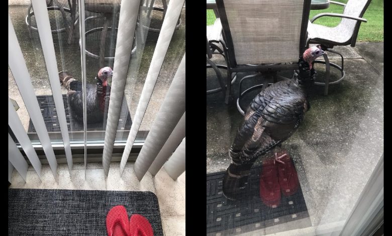 two pictures of a wild turkey outside s glass sliding patio door