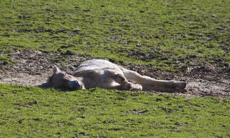 Przewalski foal lying in the grass, looking sleepy