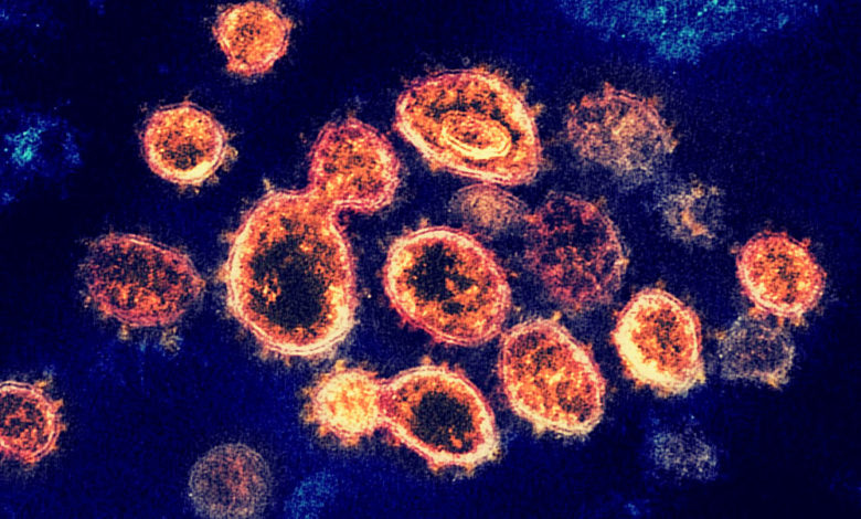 A picture of coronavirus cells