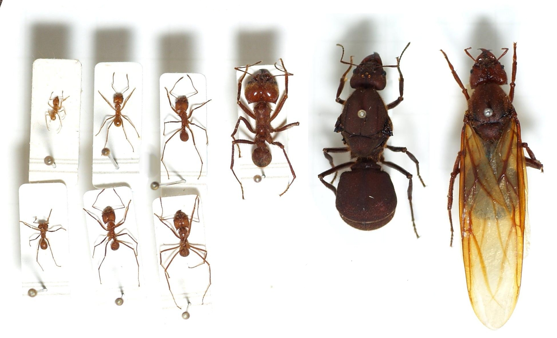 Various Ants