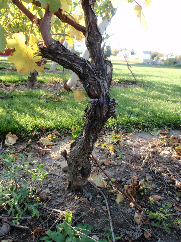 10-year-old cabernet franc vine at Eveningside Vineyards in Western New York's Niagara County wine region.