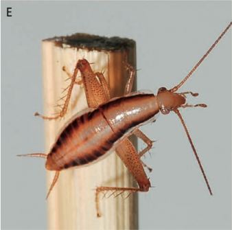 leaping cockroach