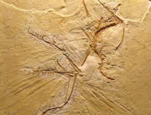 The Maxberg Archaeopteryx